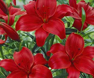 Asiatic Lily